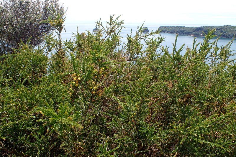 Paradox Acacia photo 6