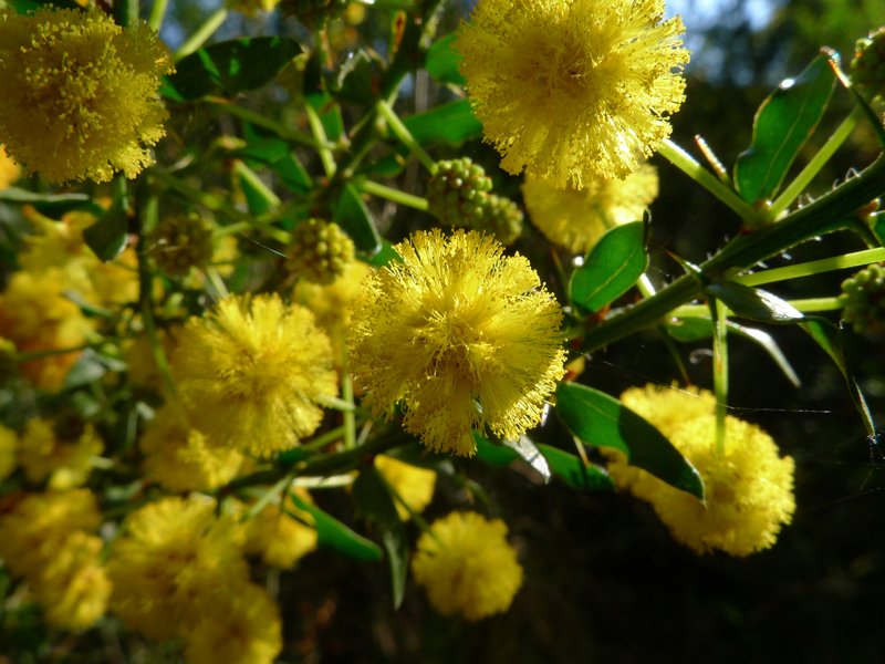 Paradox Acacia photo 7