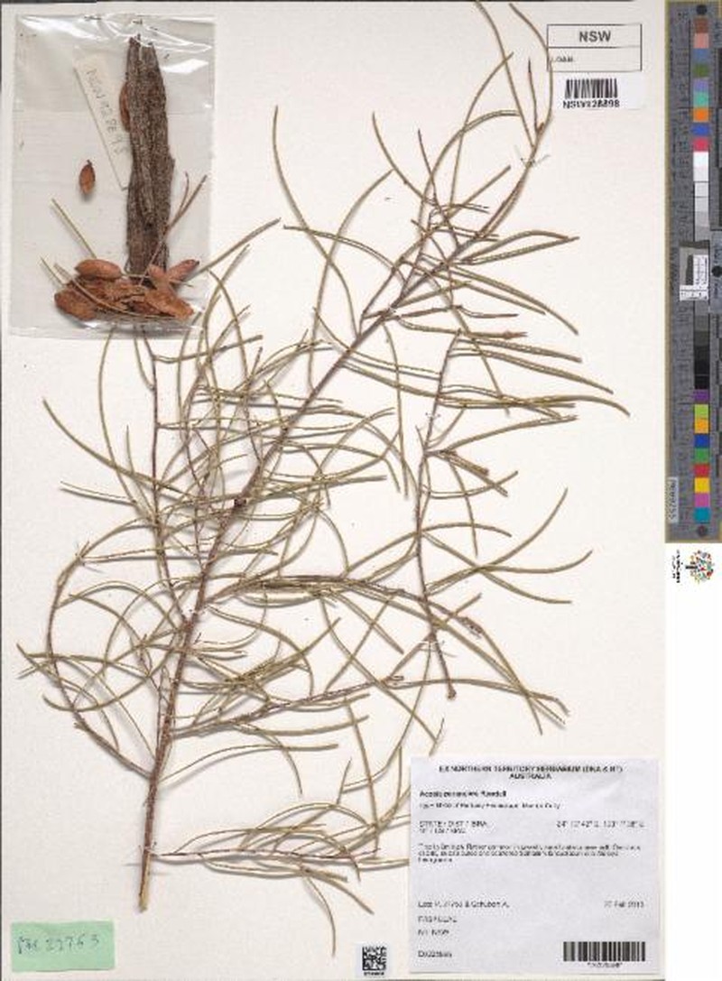 Acacia paraneura photo 5