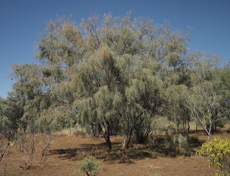 Acacia paraneura