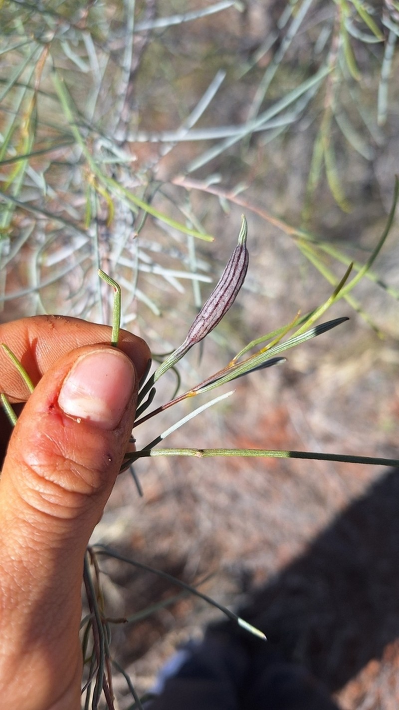 Acacia paraneura photo 2