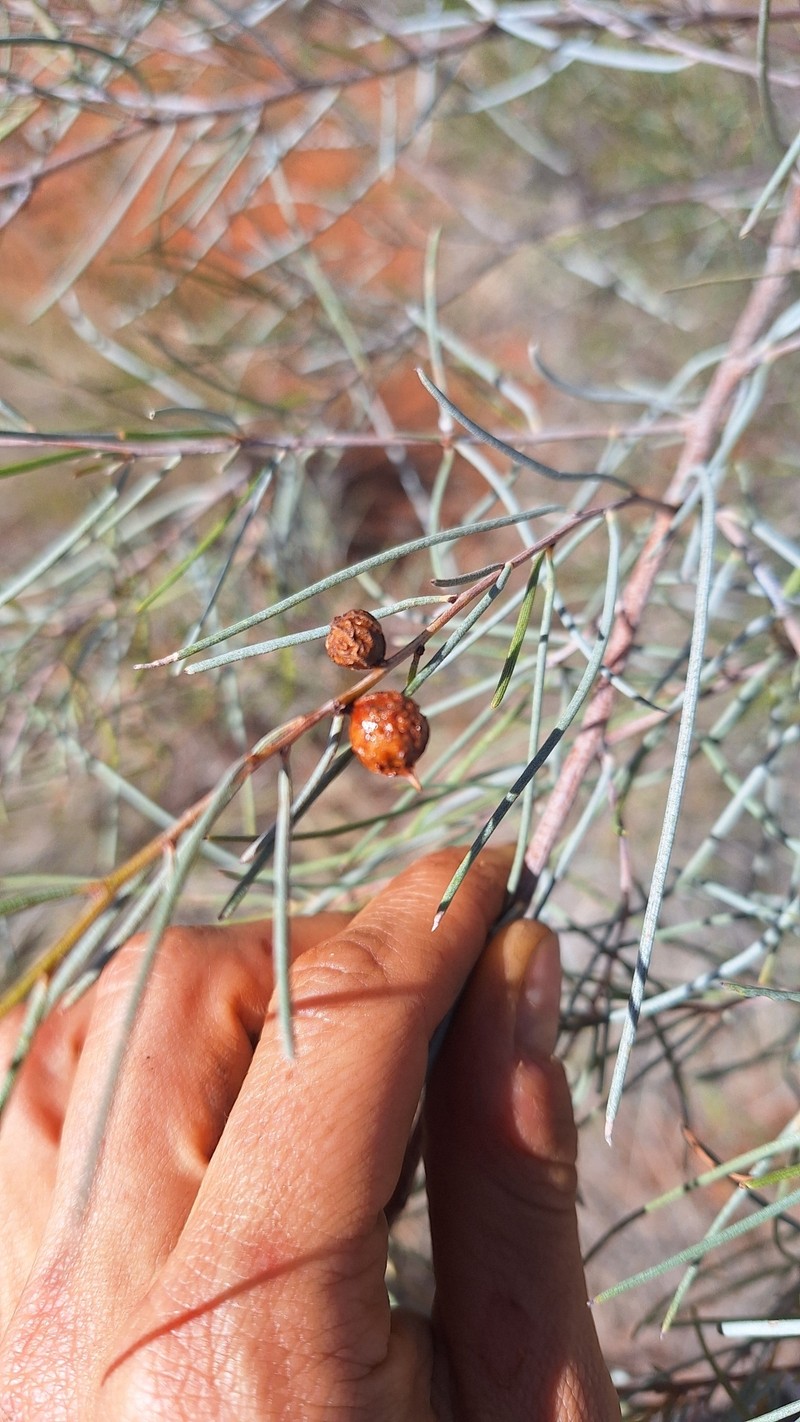 Acacia paraneura photo 3