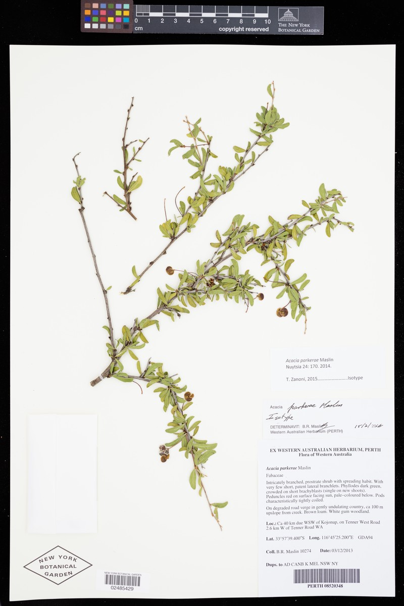 Acacia parkerae