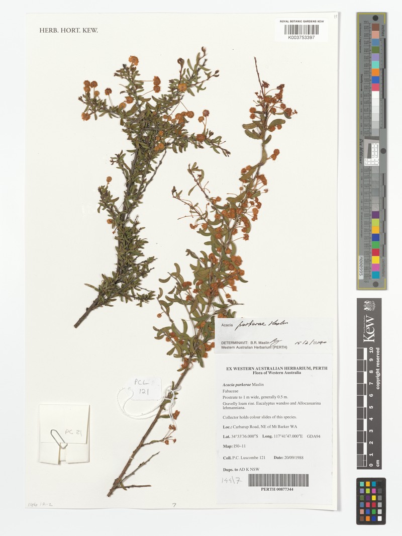 Acacia parkerae photo 2