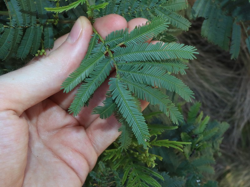 South Wales Wattle photo 3