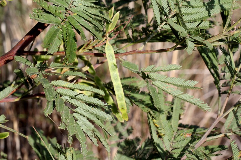 South Wales Wattle photo 4