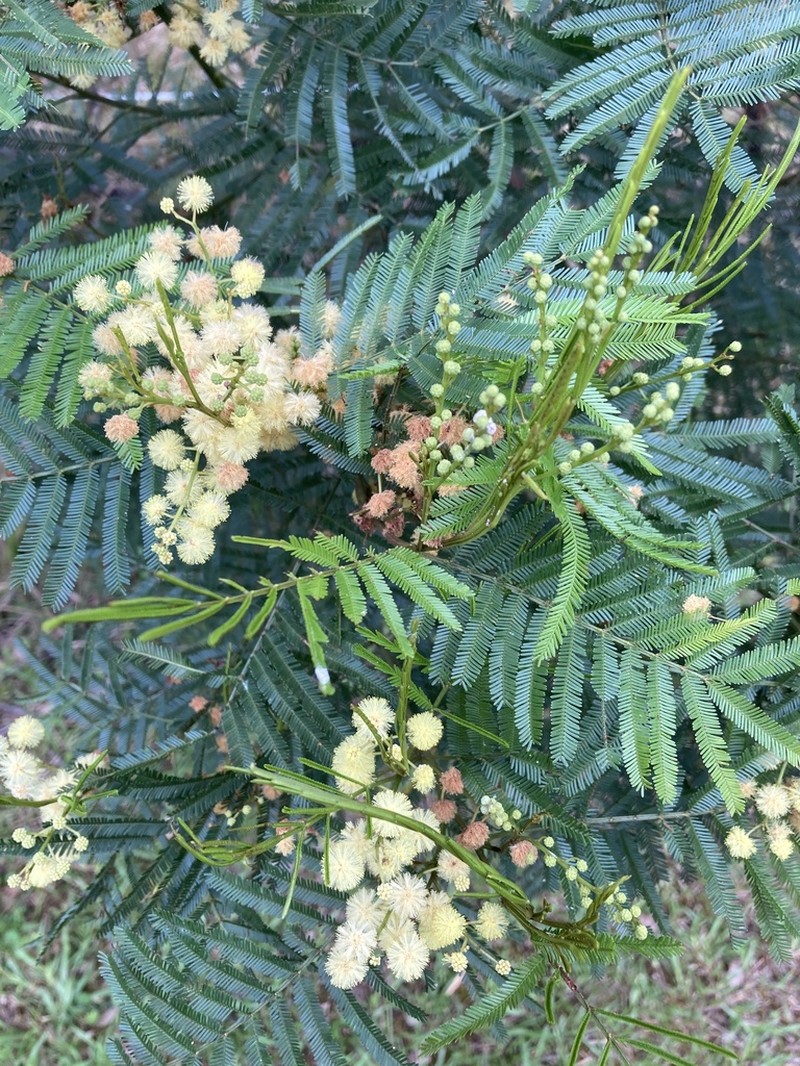 South Wales Wattle photo 5