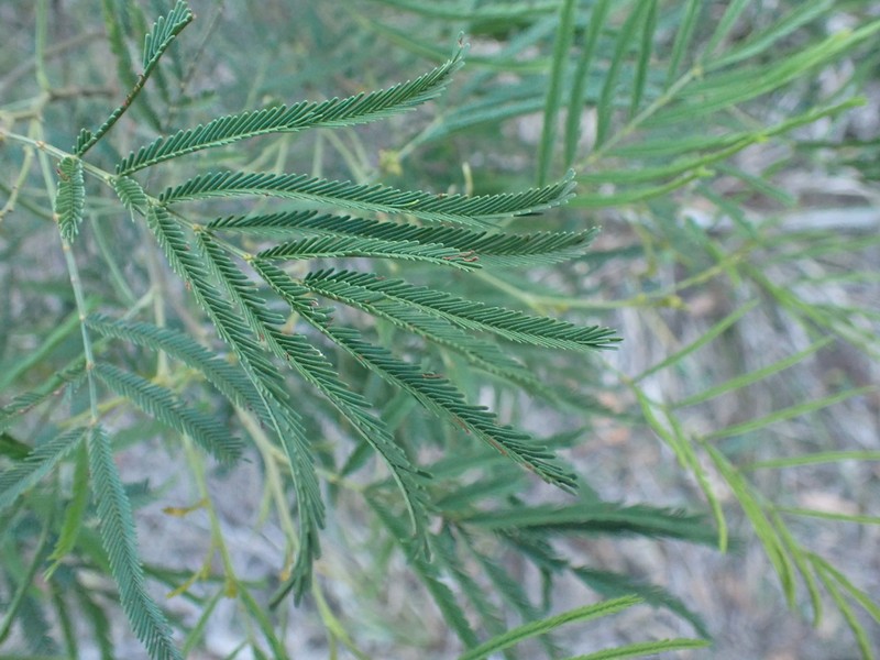 South Wales Wattle photo 6
