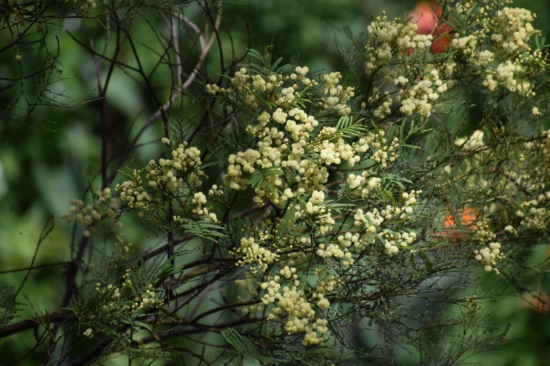 South Wales Wattle photo 7