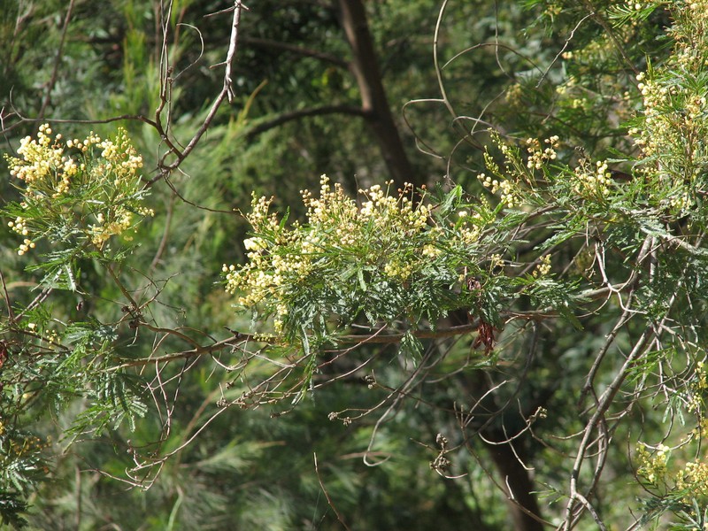 South Wales Wattle photo 2