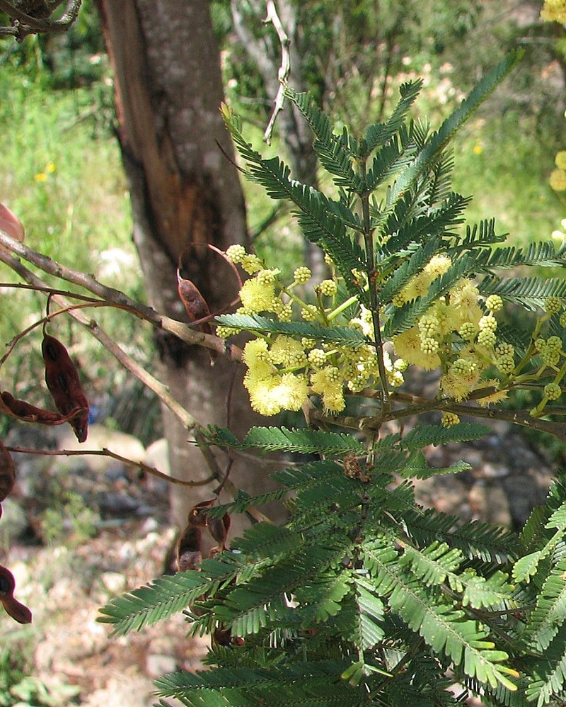 South Wales Wattle photo 3