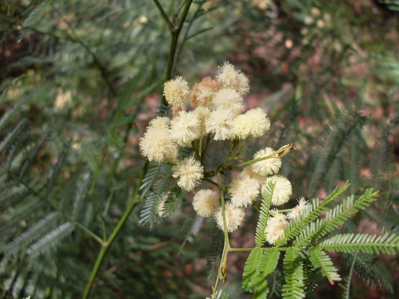 South Wales Wattle photo 5