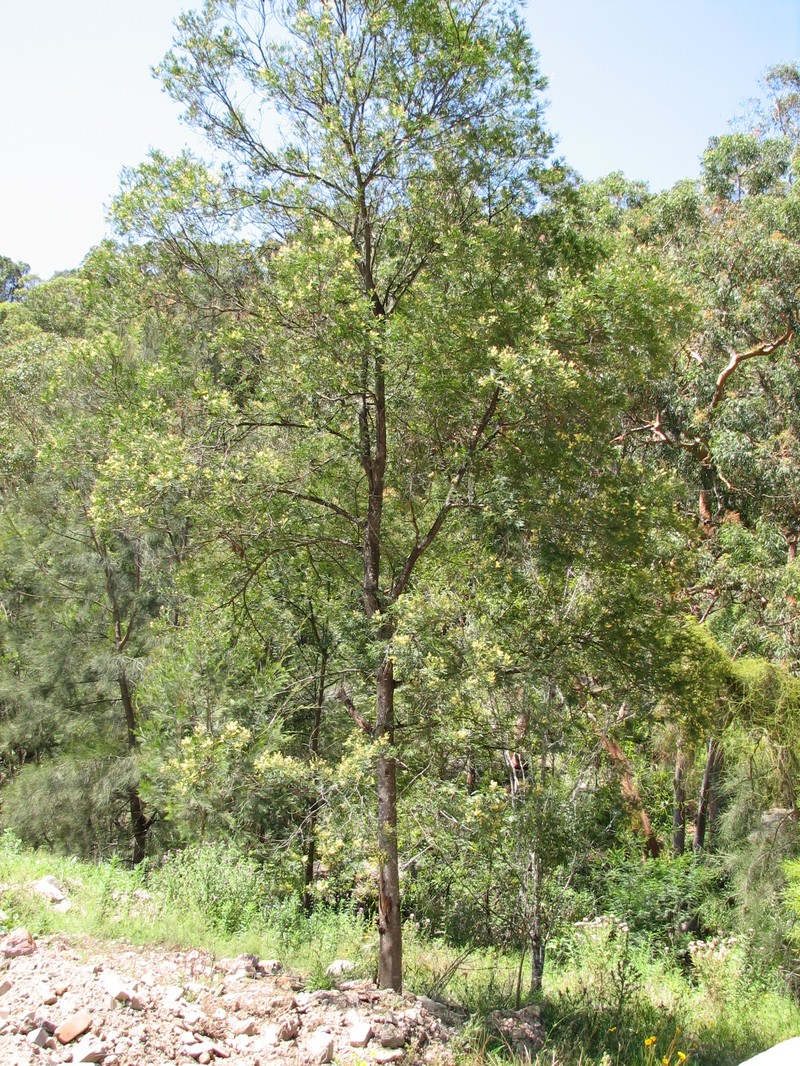 South Wales Wattle photo 4