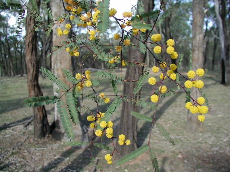 Acacia parvifoliolata