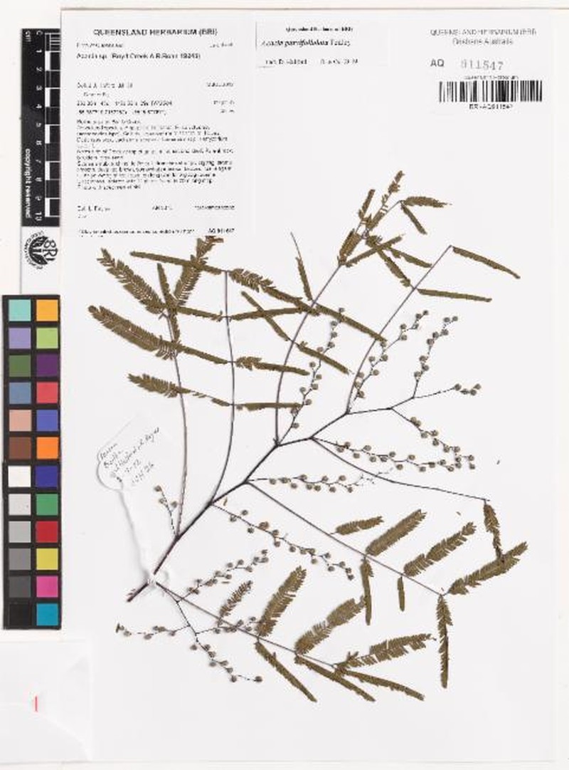 Acacia parvifoliolata photo 3