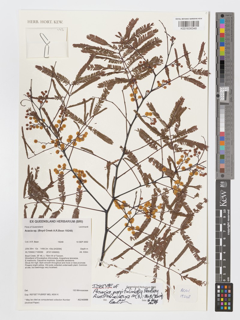 Acacia parvifoliolata photo 2