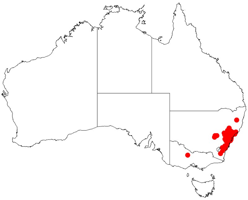 Silver-Stem Wattle