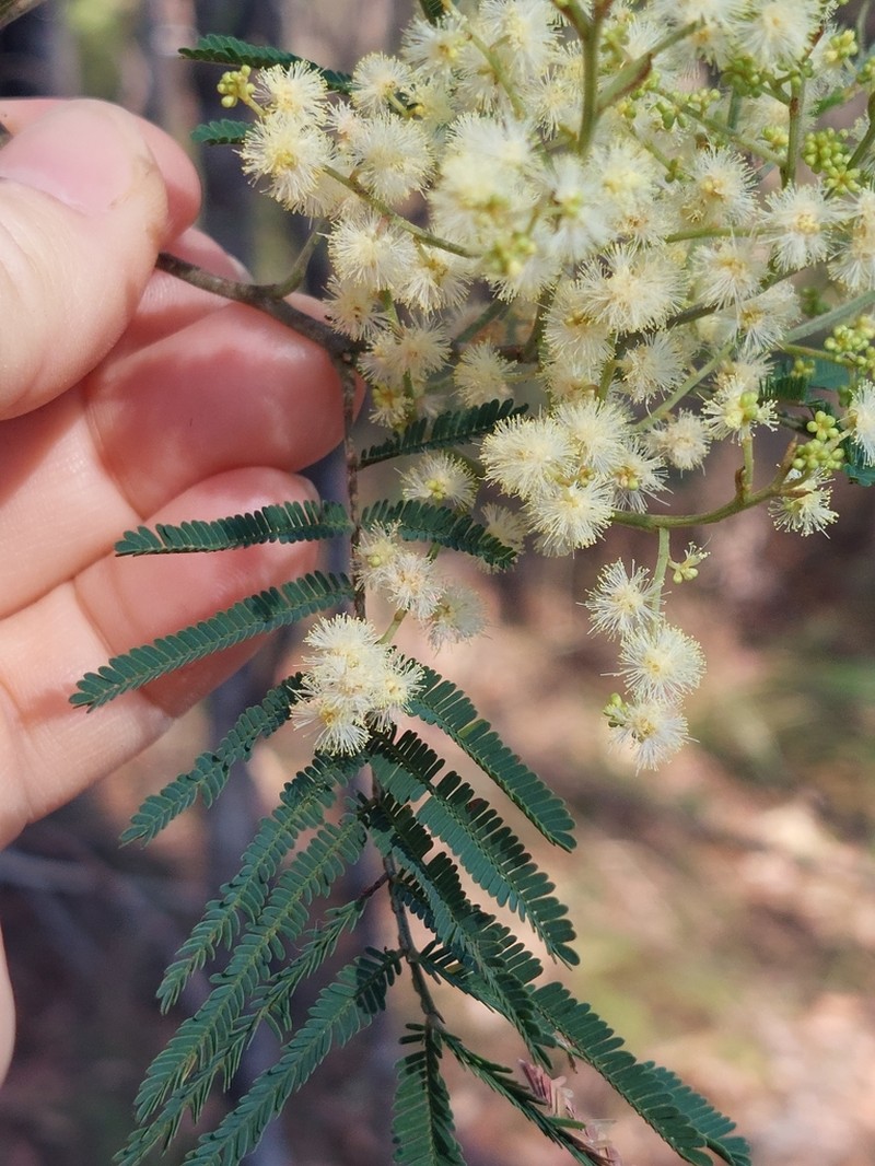 Silver-Stem Wattle photo 2