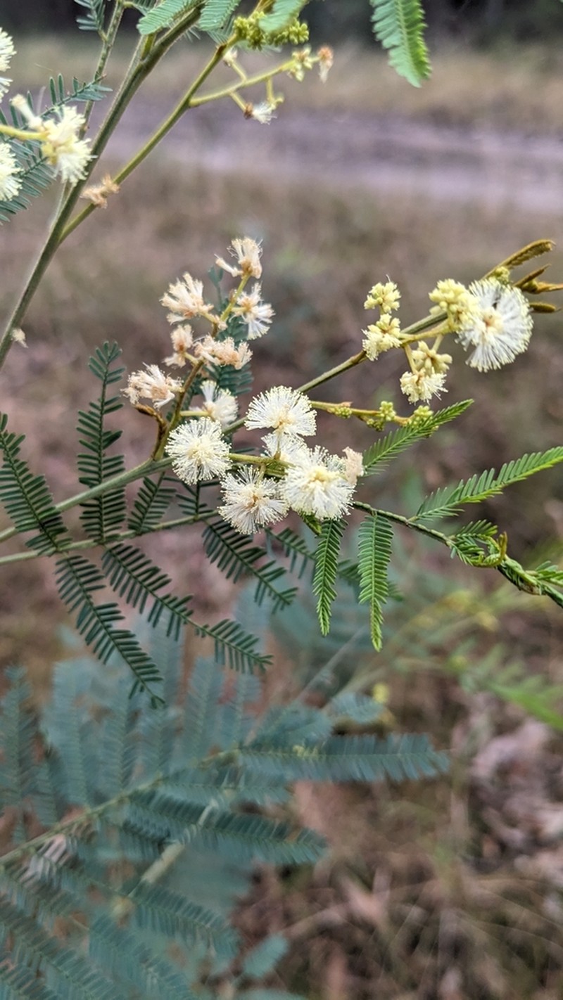 Silver-Stem Wattle photo 3