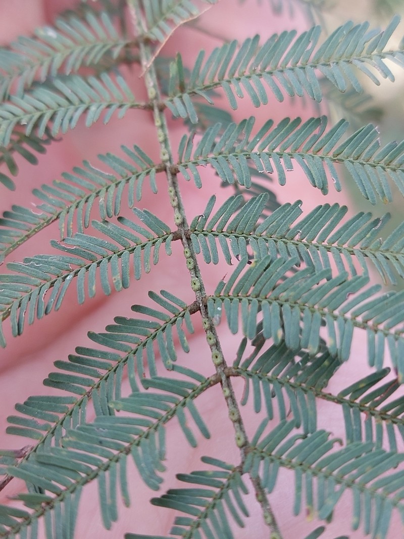 Silver-Stem Wattle photo 4