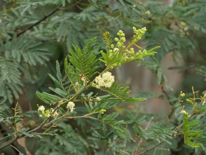 Silver-Stem Wattle photo 5