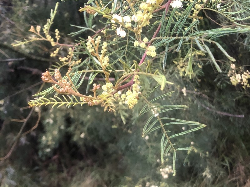 Silver-Stem Wattle photo 6