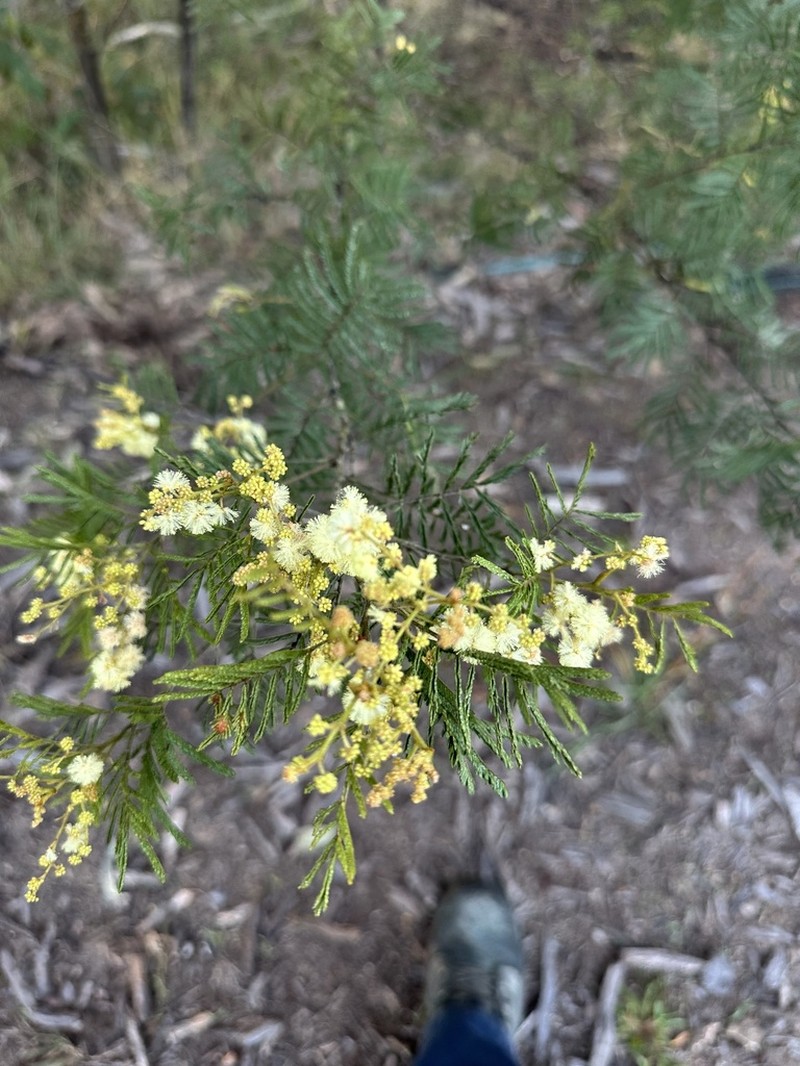 Silver-Stem Wattle photo 7