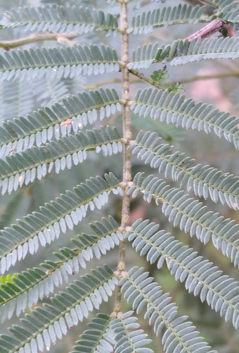 Silver-Stem Wattle photo 8