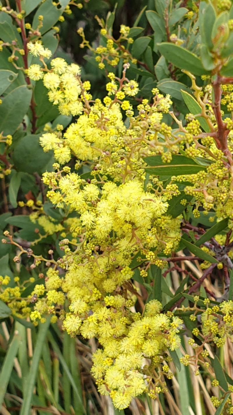 Acacia pataczekii