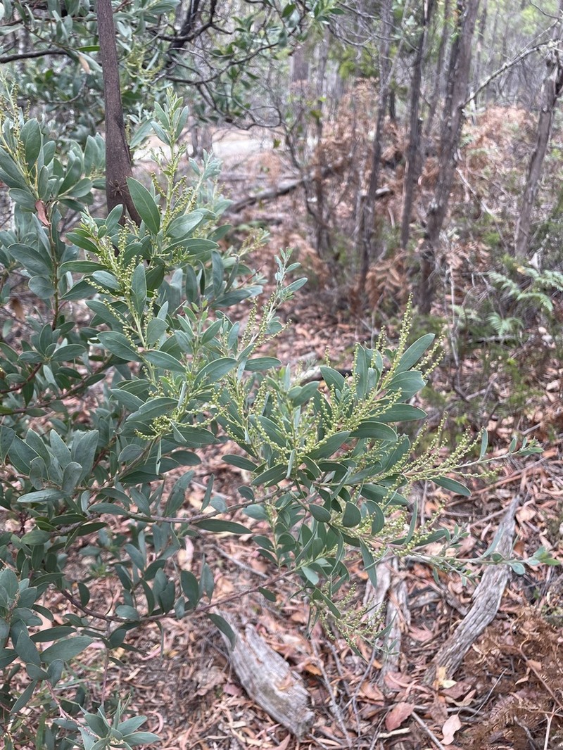 Acacia pataczekii photo 2
