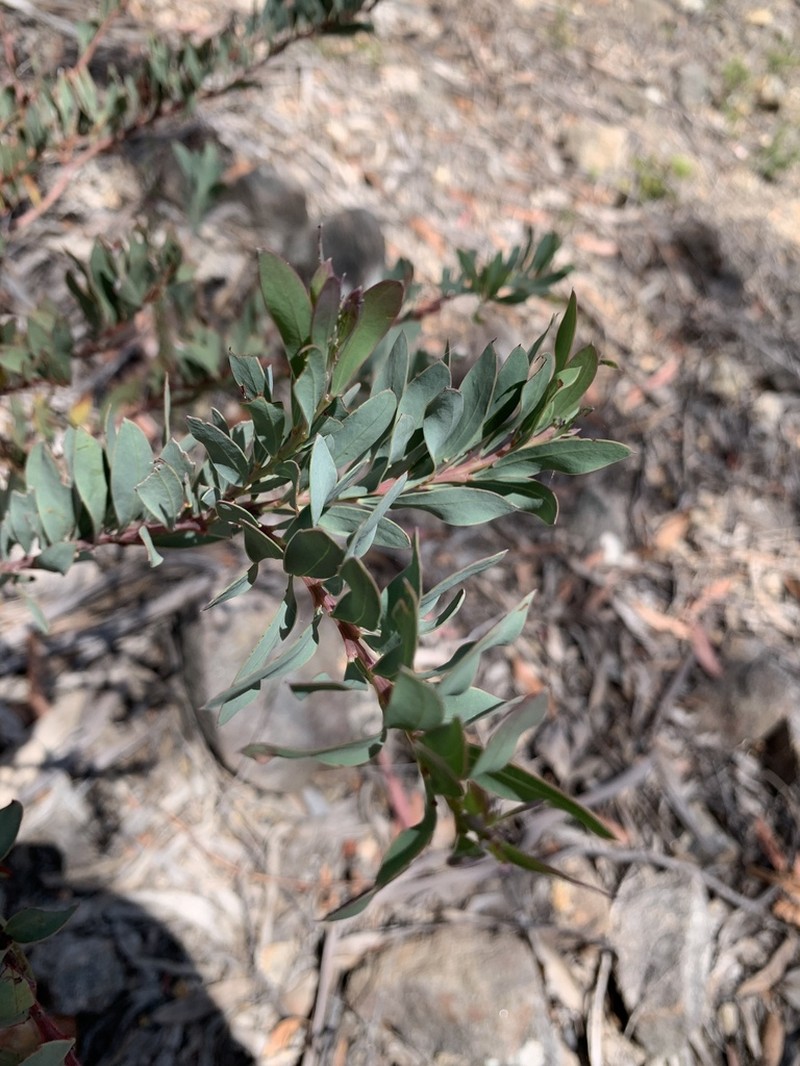 Acacia pataczekii photo 3