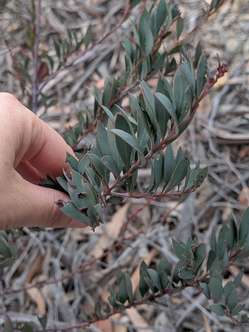 Acacia pataczekii photo 4