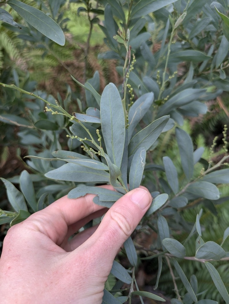 Acacia pataczekii photo 5