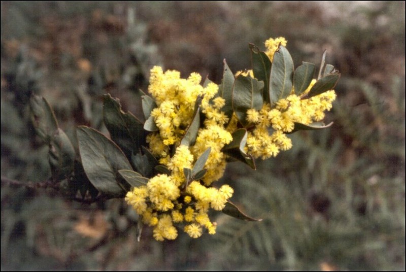 Acacia pataczekii photo 7