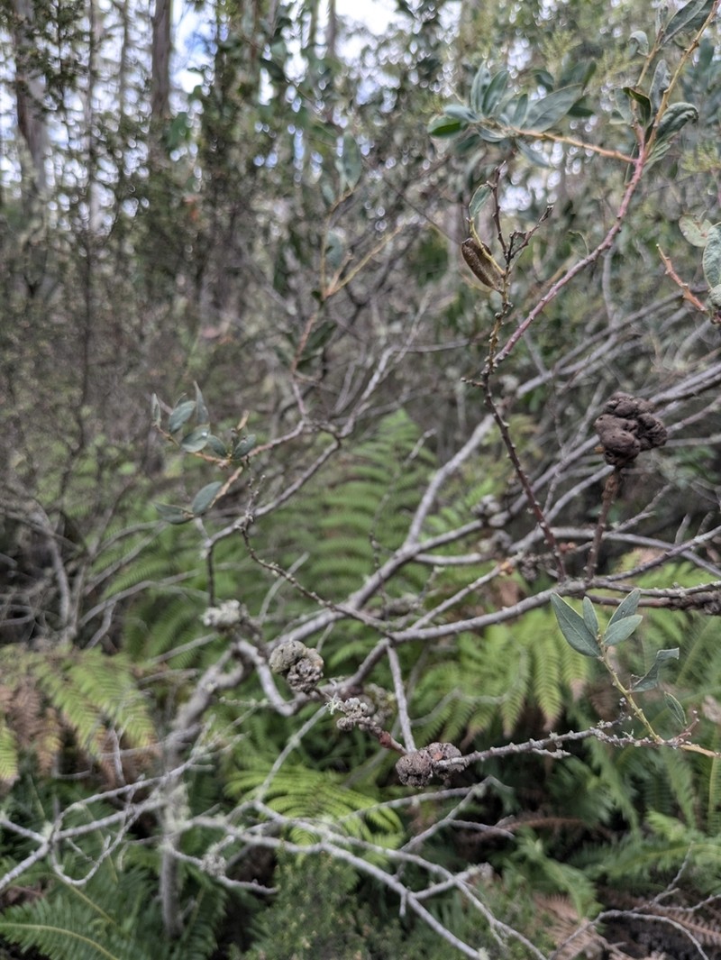 Acacia pataczekii photo 8