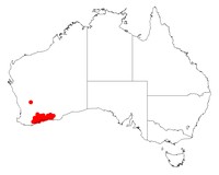 Acacia patagiata