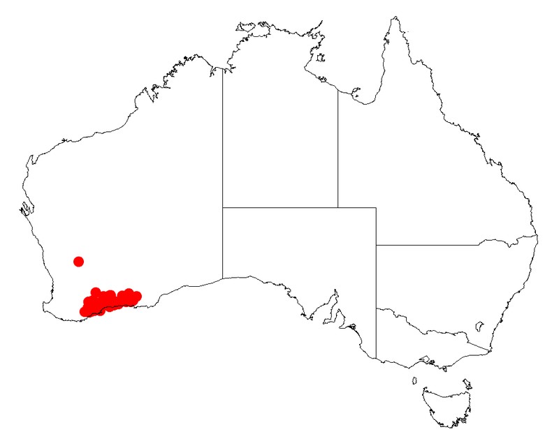 Acacia patagiata