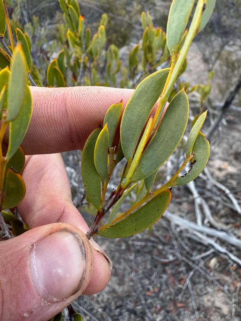 Acacia patagiata photo 2
