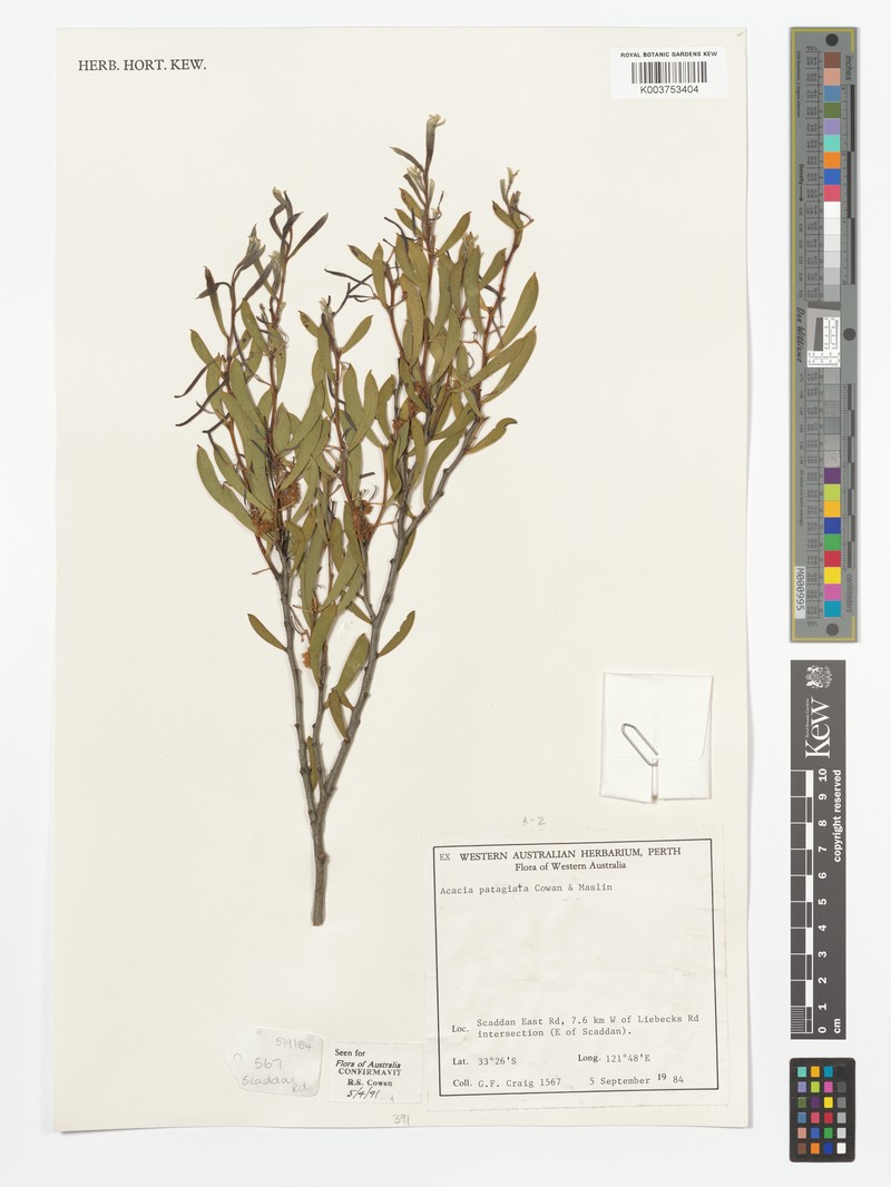 Acacia patagiata photo 3