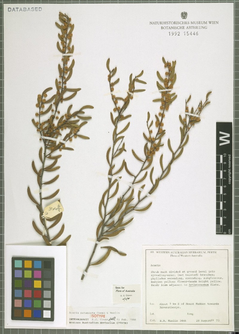 Acacia patagiata photo 4