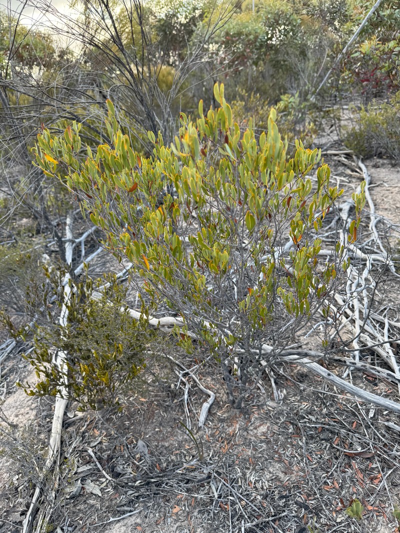 Acacia patagiata photo 5