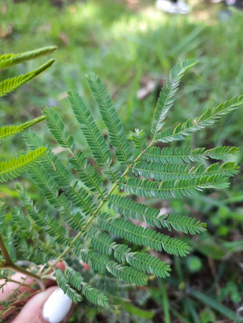 Acacia paula