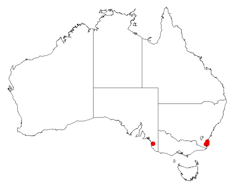 Acacia pedina