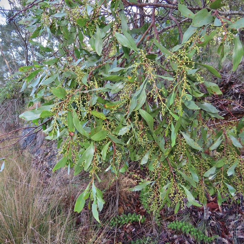 Acacia pedina photo 2