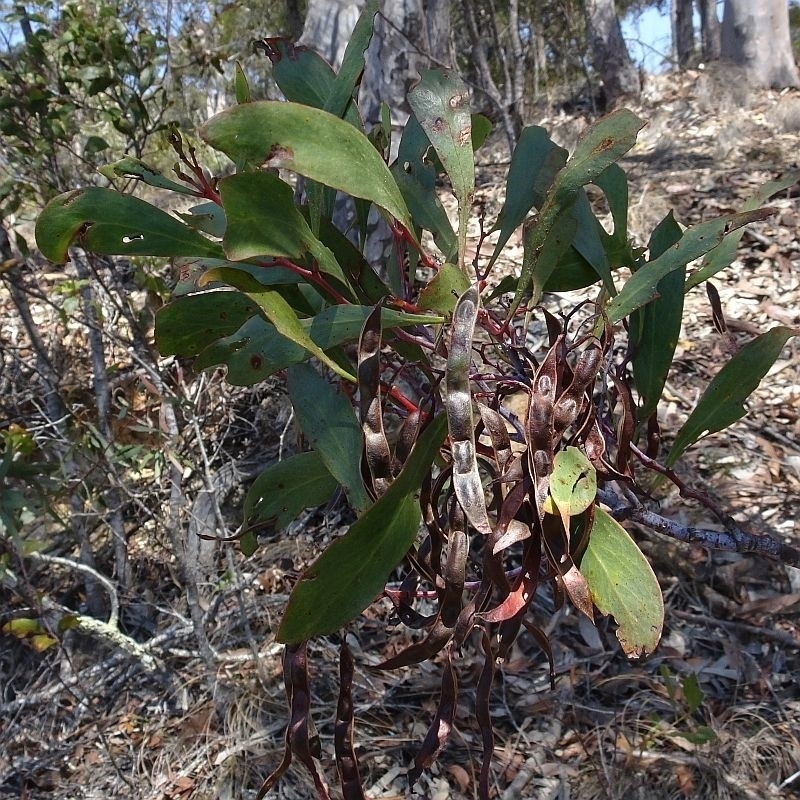 Acacia pedina photo 3