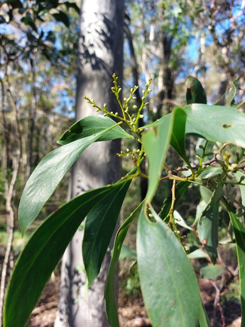 Acacia pedina photo 4