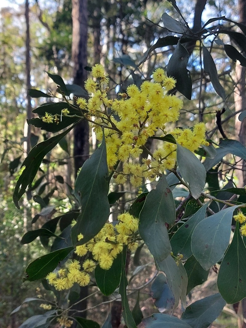 Acacia pedina photo 5