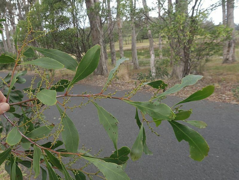 Acacia pedina photo 6