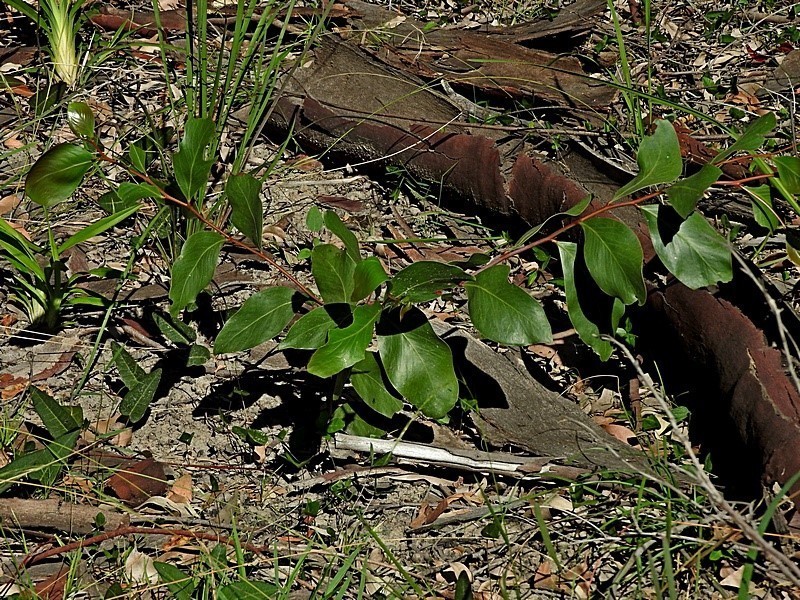 Acacia pedina photo 7