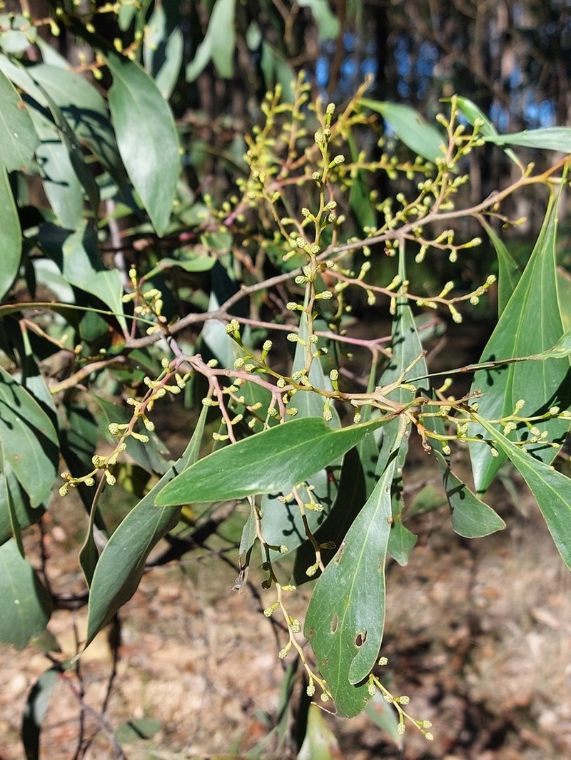 Acacia pedina photo 8